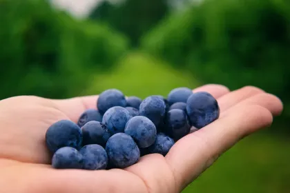 Jigsaw puzzle of Handful of blueberries
