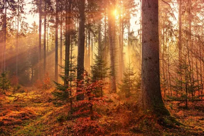 Jigsaw puzzle of Forest at Sunset