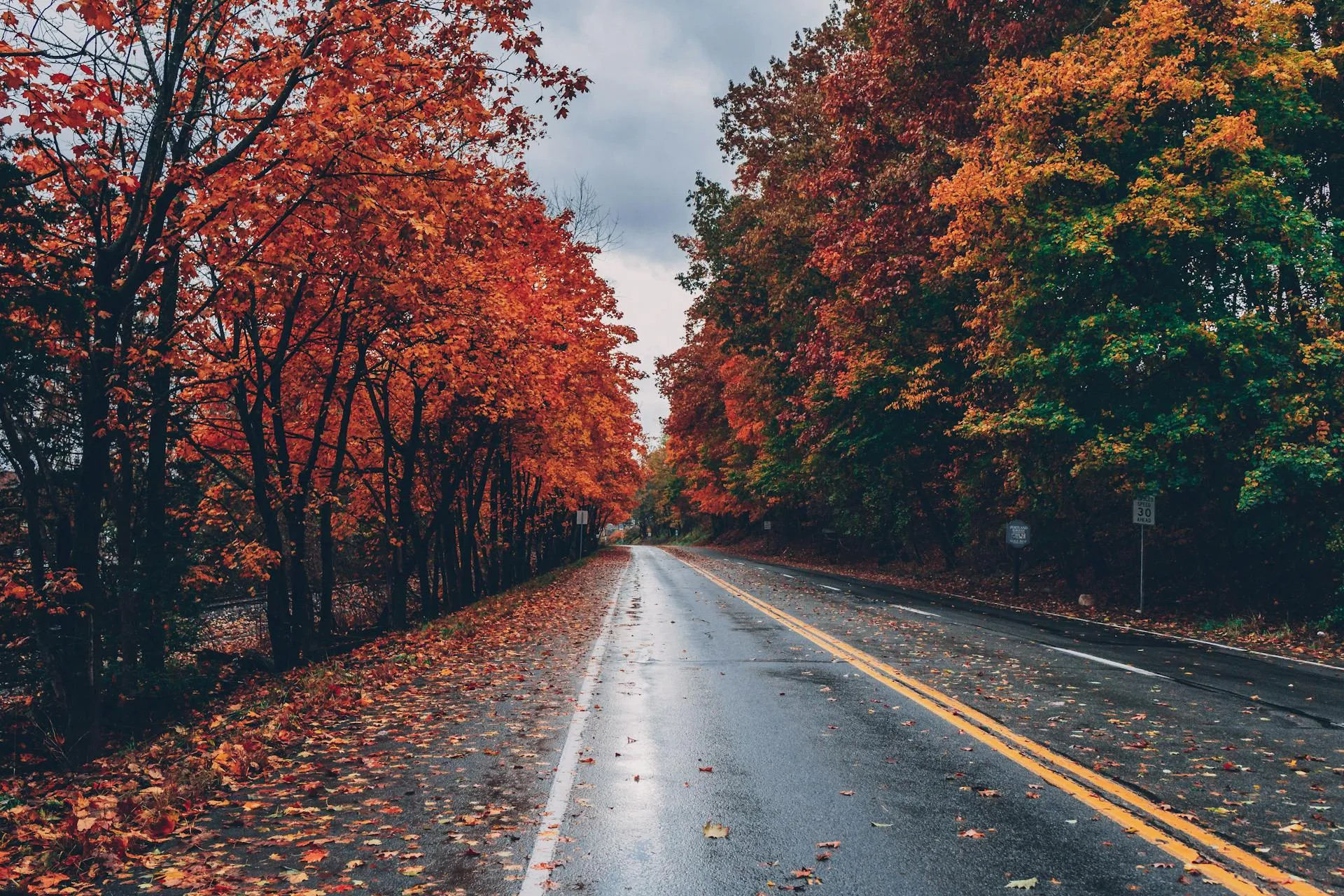 Road in autumn