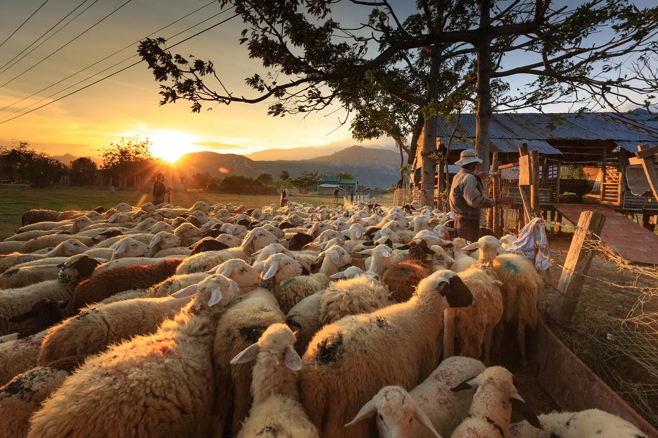 Sheep Herd at Sunset