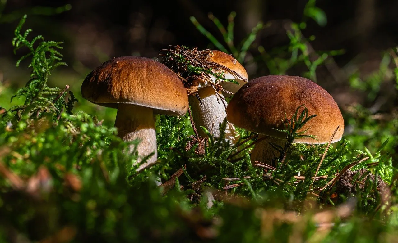 Forest Mushrooms