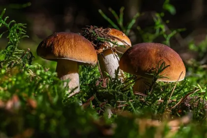Forest Mushrooms jigsaw puzzle