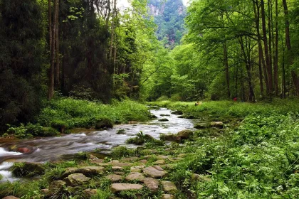 Walk on the Wild Side jigsaw puzzle