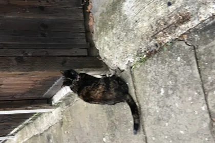 Kitty cat :3 jigsaw puzzle