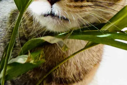 hiding jigsaw puzzle