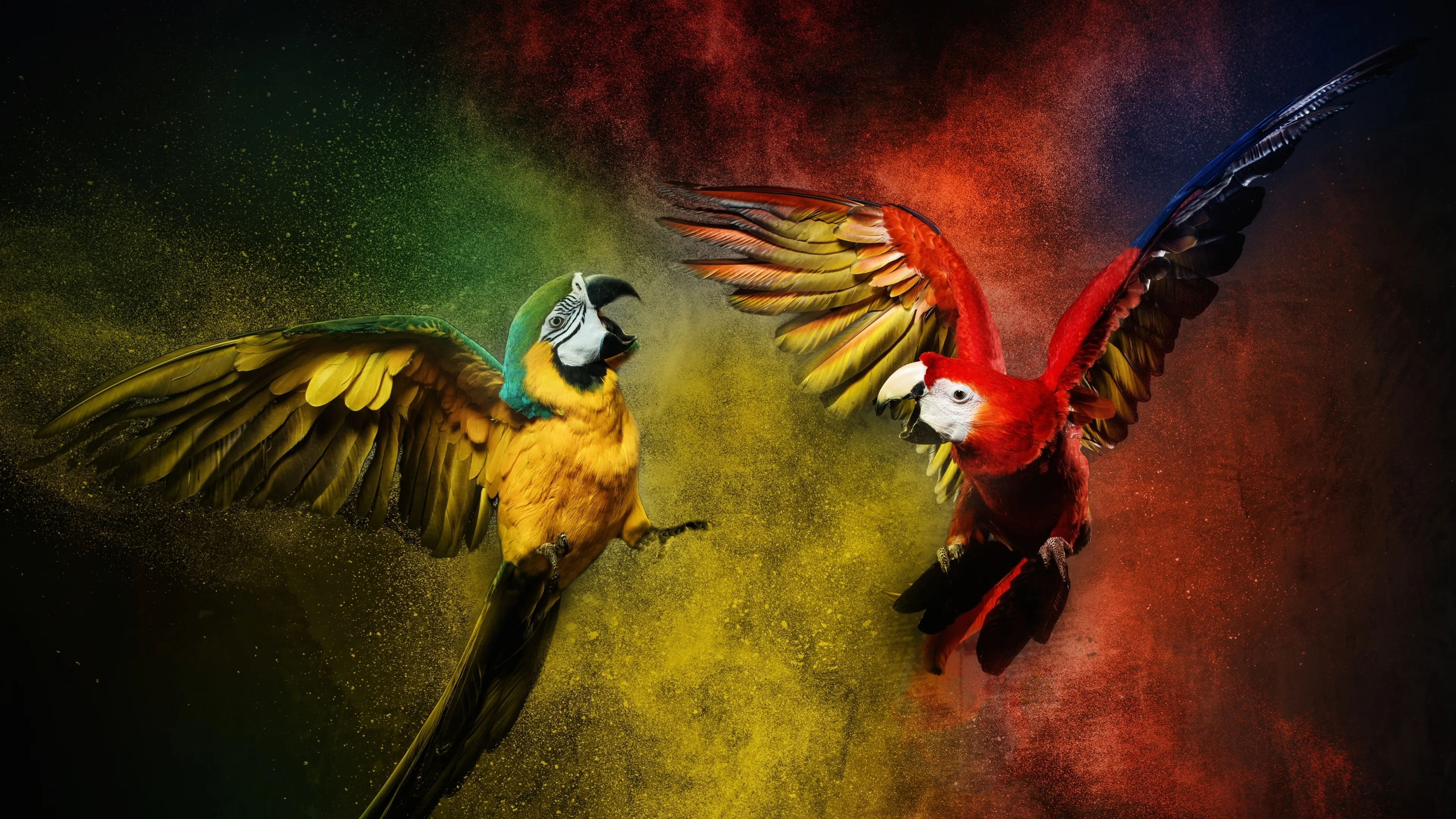 Macaw