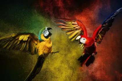 Macaw jigsaw puzzle