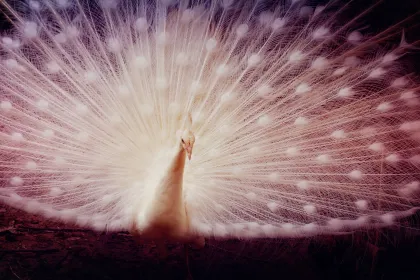 White peacock jigsaw puzzle