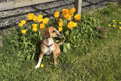 Pretty Girl jigsaw puzzle