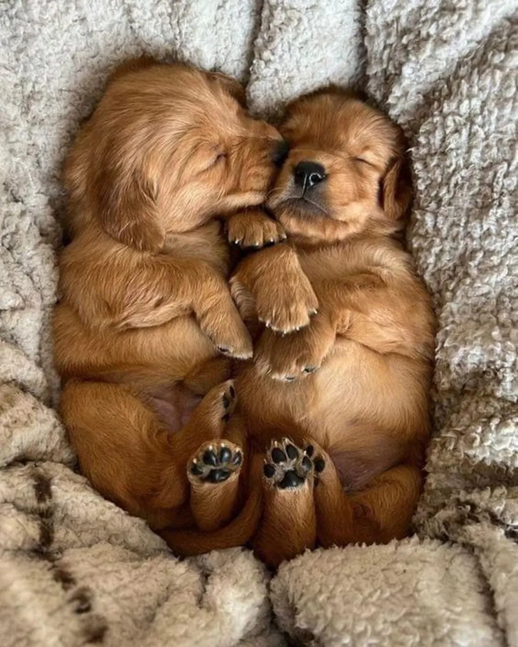 Puppy Love