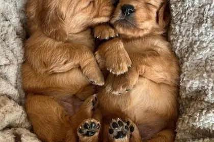 Puppy Love jigsaw puzzle