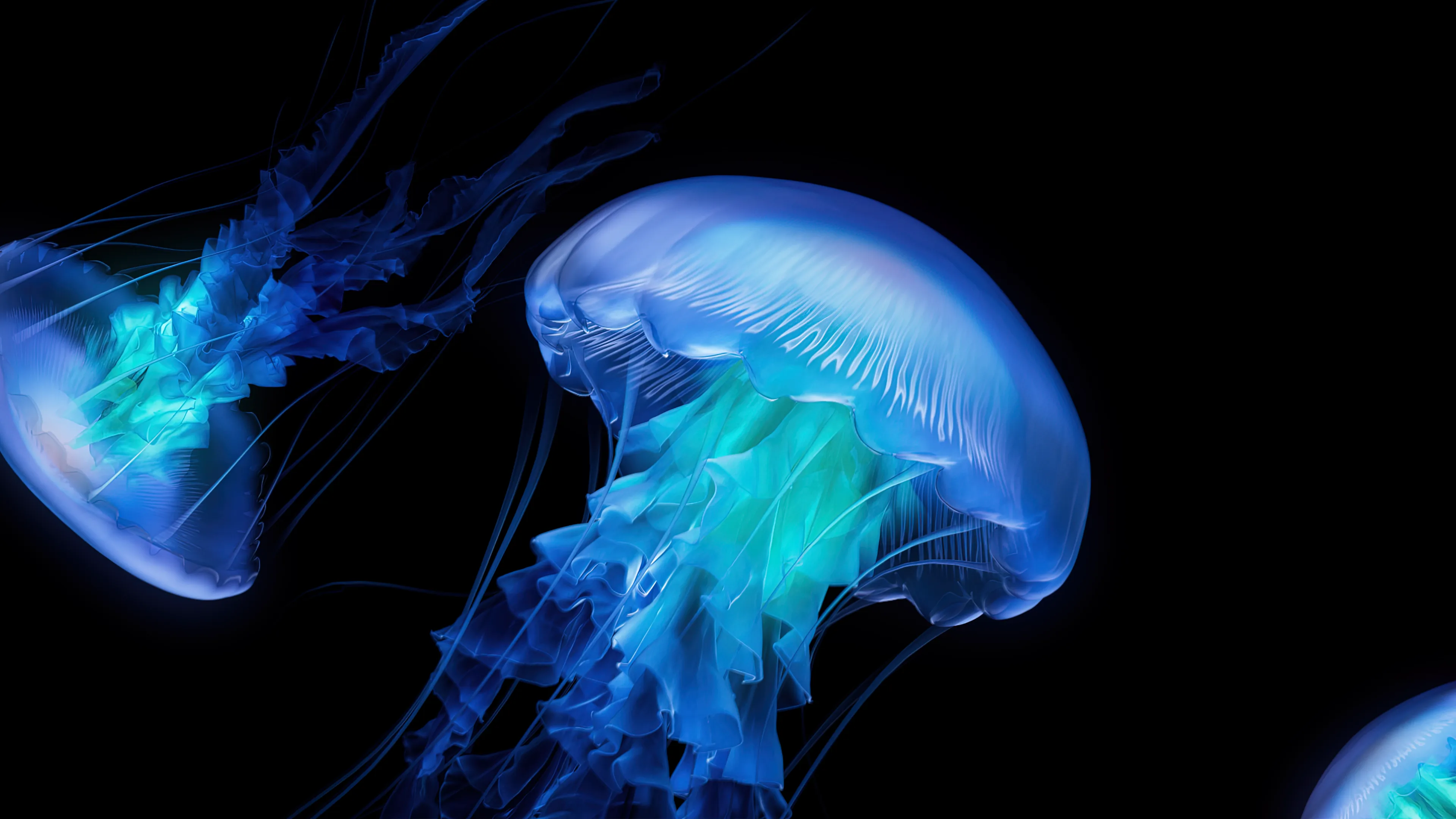 Jelly fish