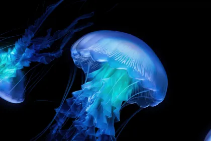 Jelly fish jigsaw puzzle