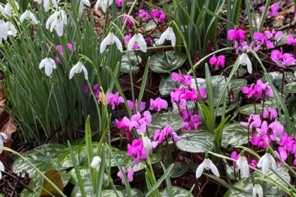 Snow drop jigsaw puzzle