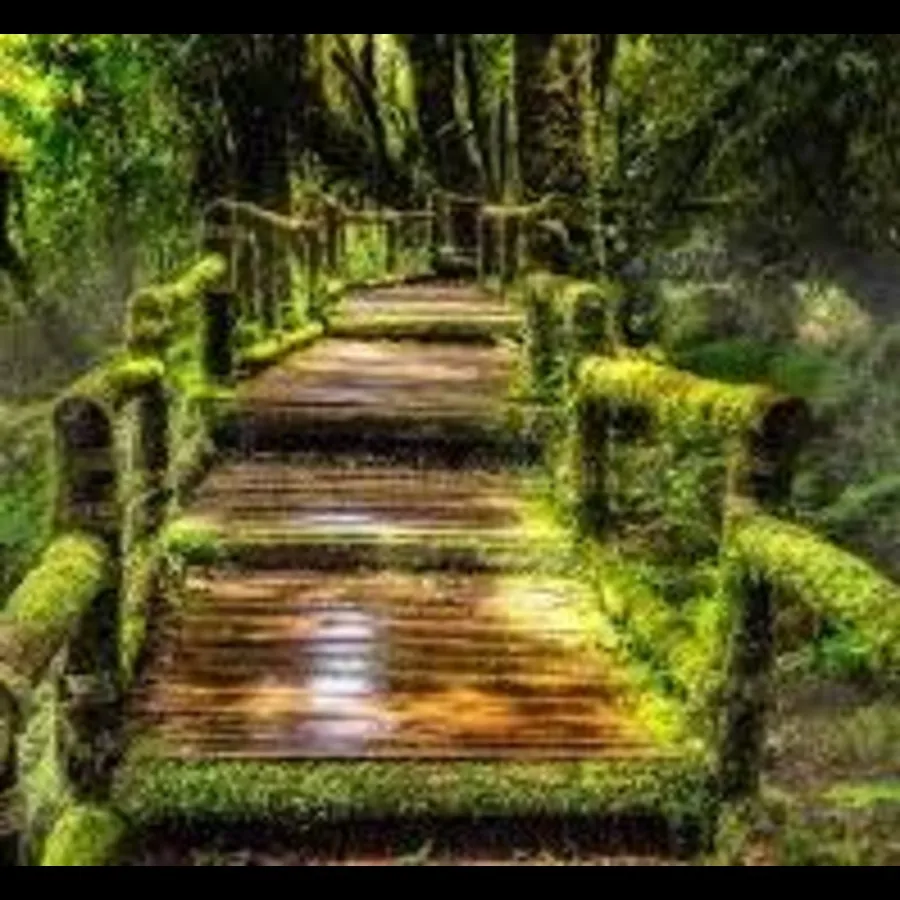 A mossy pathway