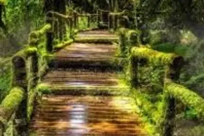 A mossy pathway jigsaw puzzle