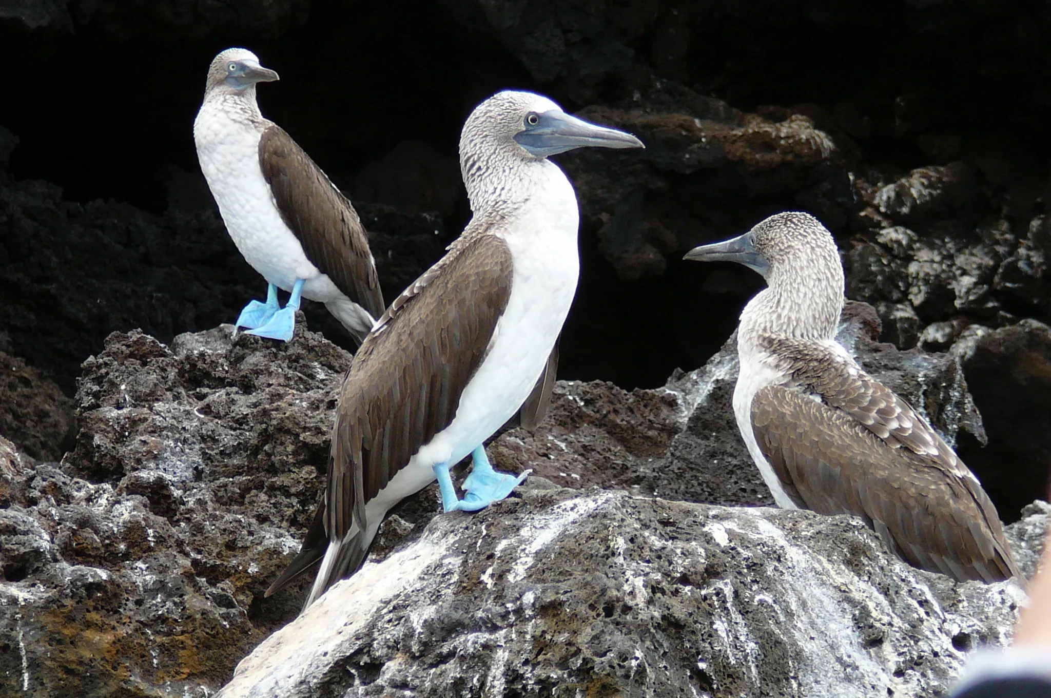 Galapagos blue-footed