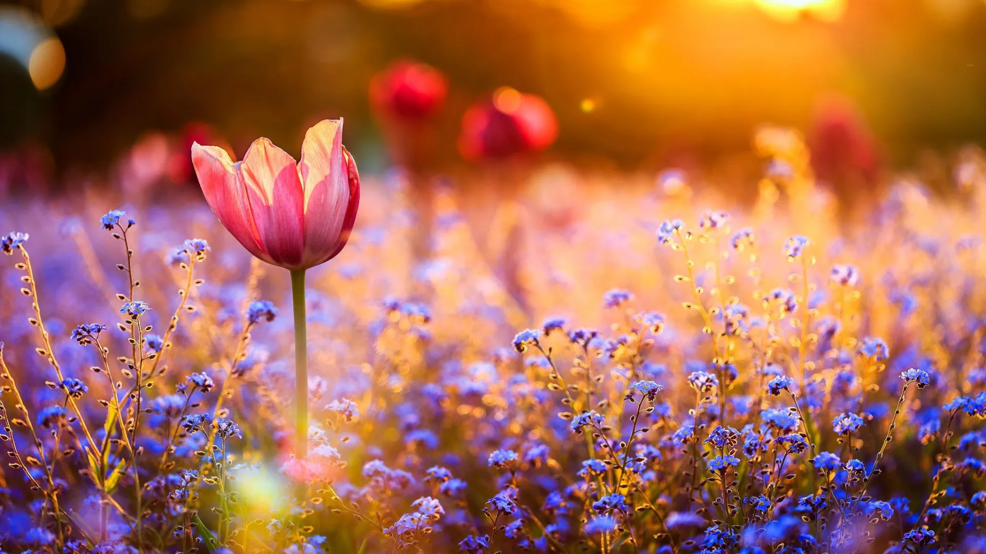 Spring