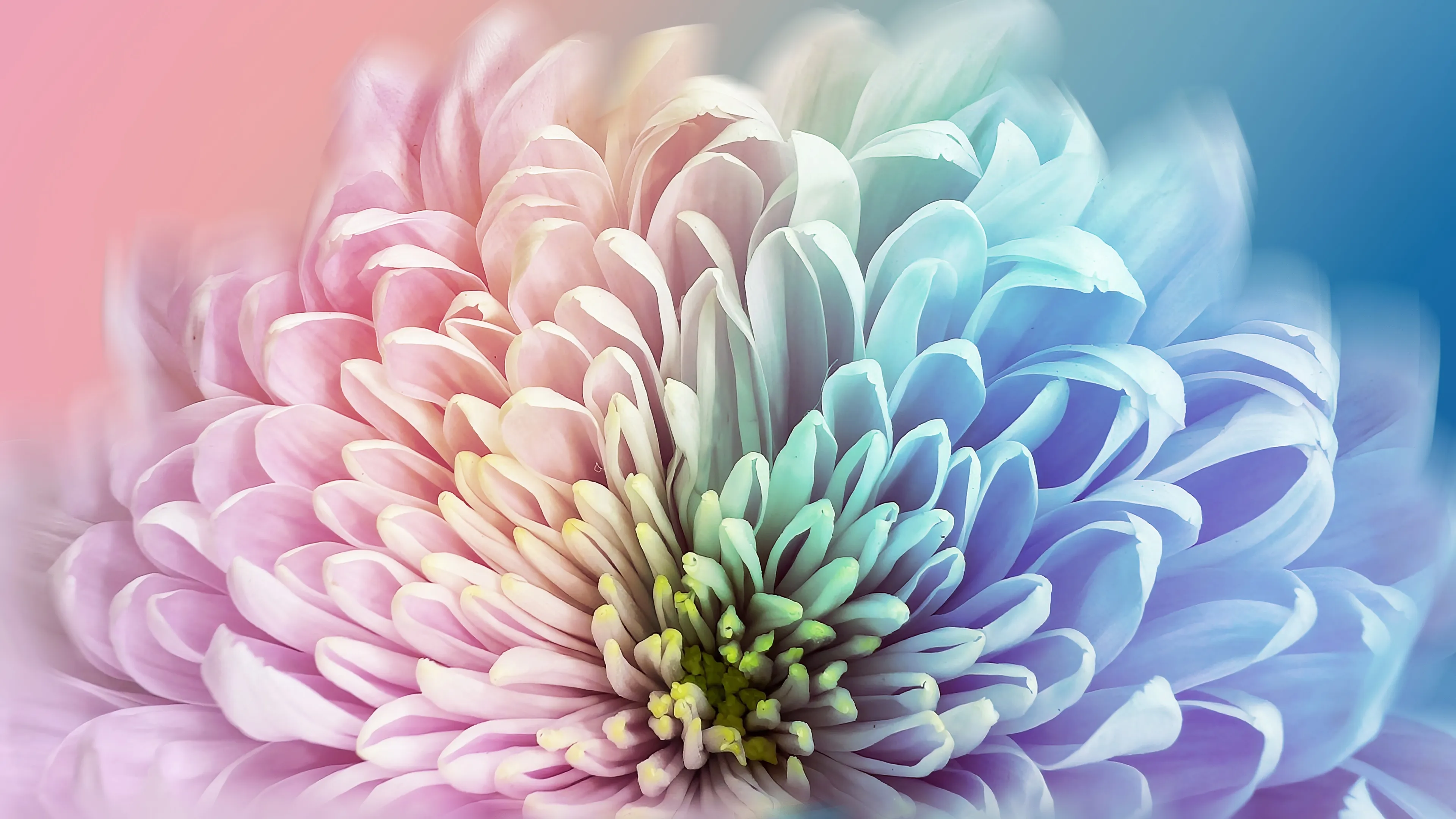 Chrysanthemum