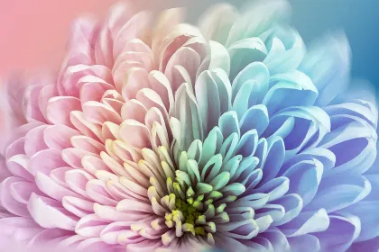 Chrysanthemum jigsaw puzzle