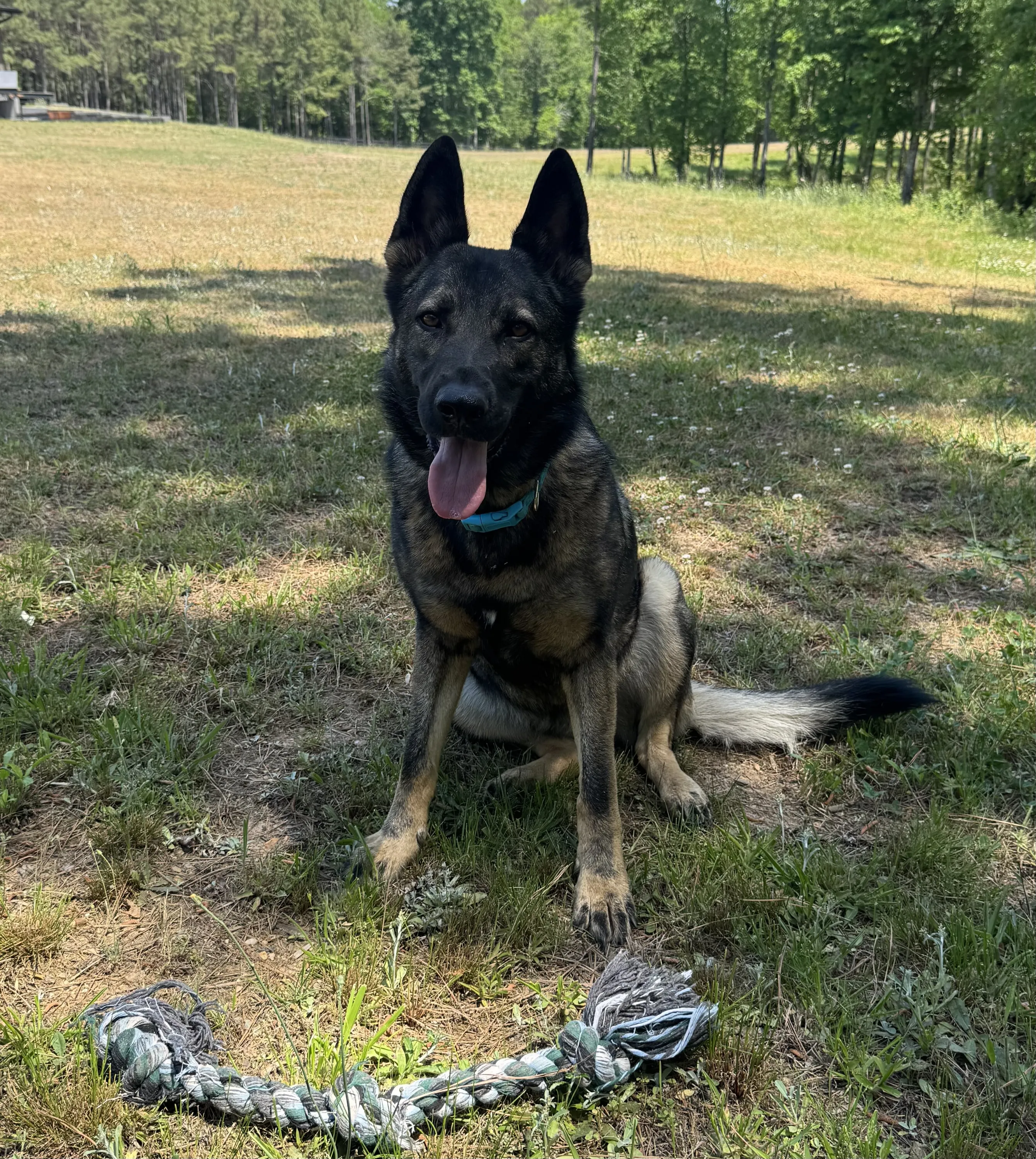 Hemi the Sable shepherd