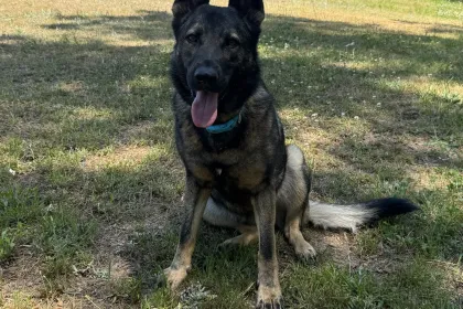 Hemi the Sable shepherd jigsaw puzzle