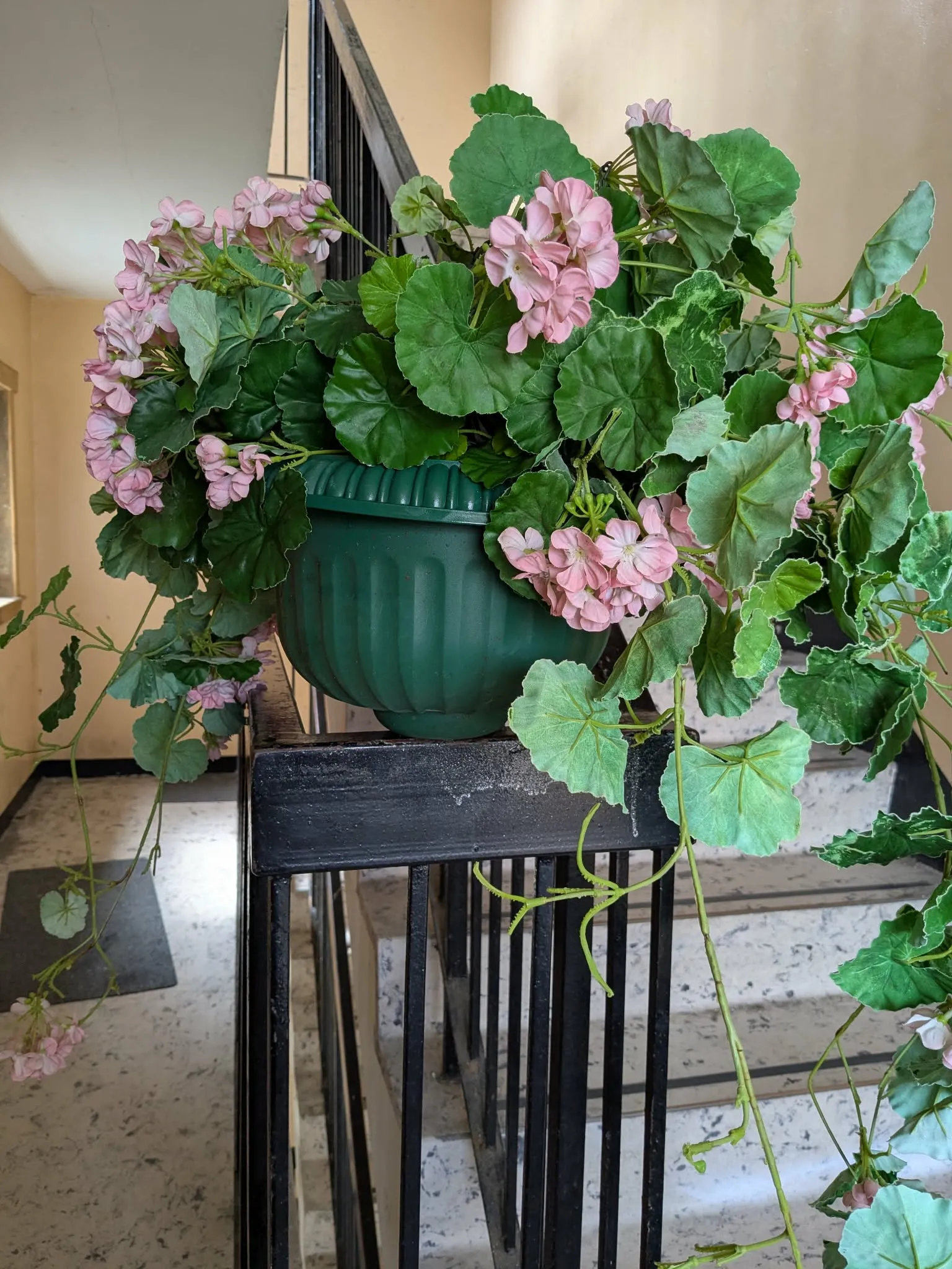 plant