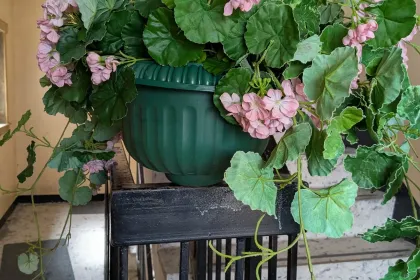 plant jigsaw puzzle