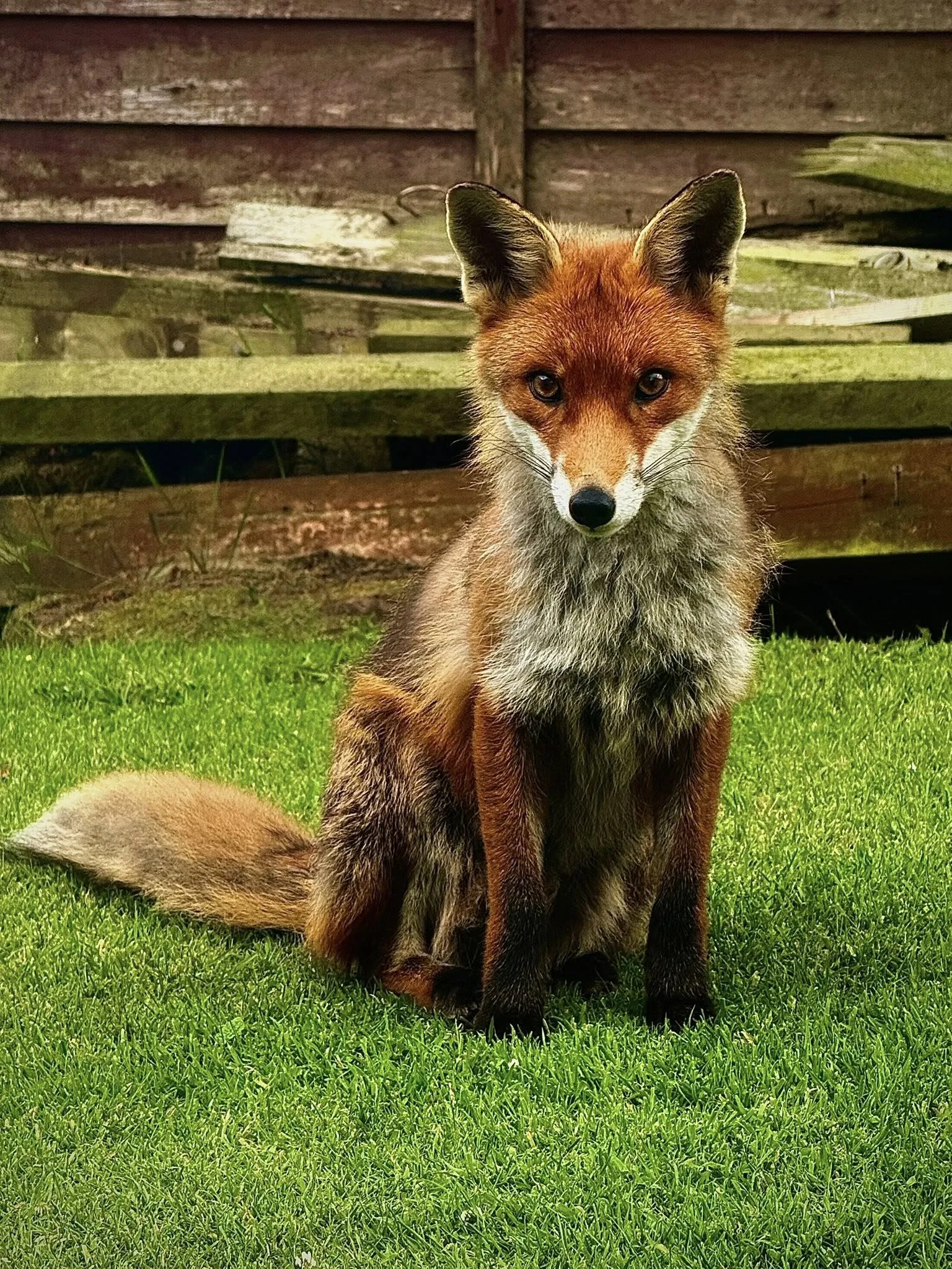 Fox
