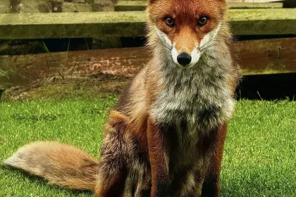 Fox jigsaw puzzle