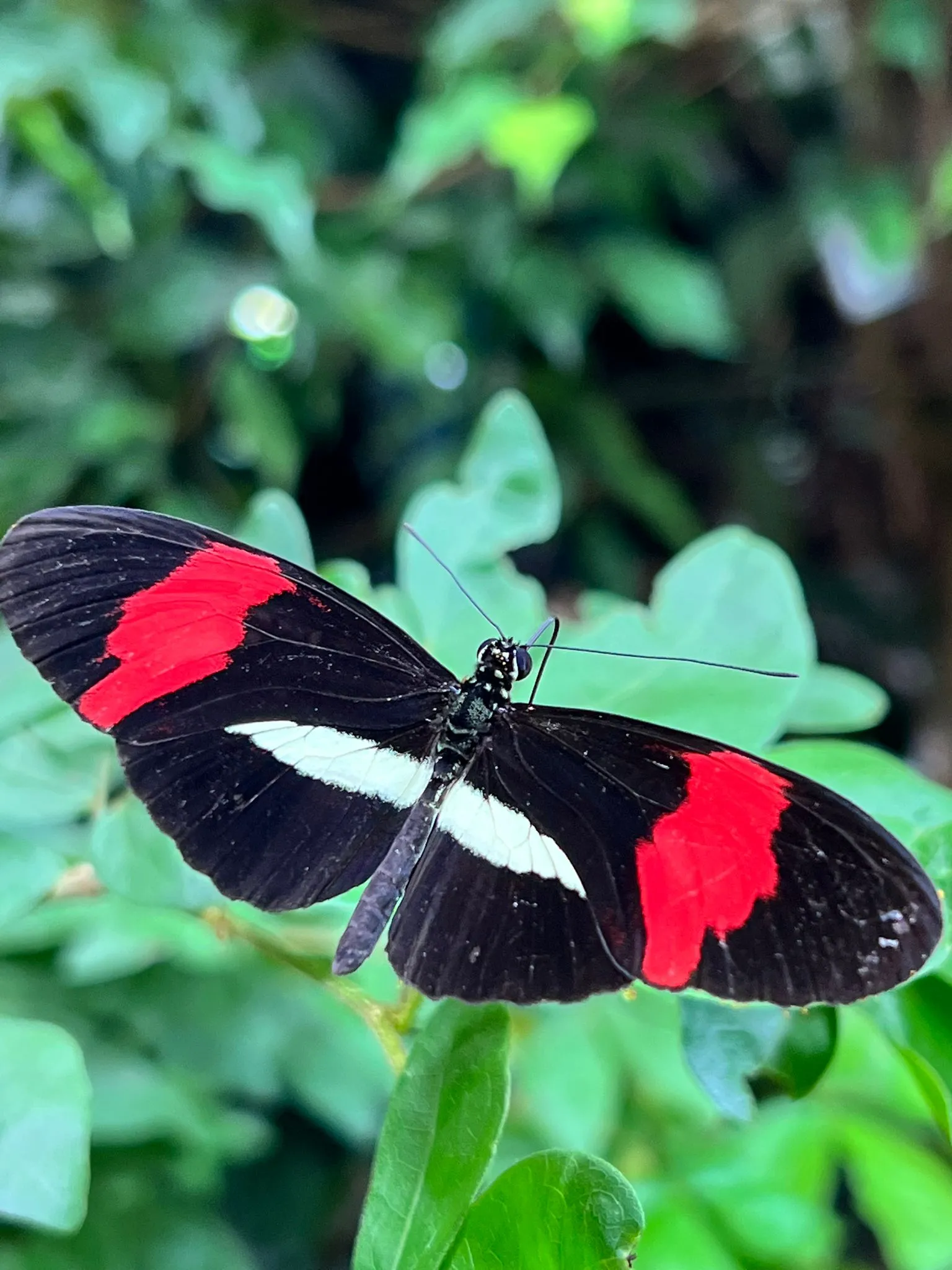 Flutterby