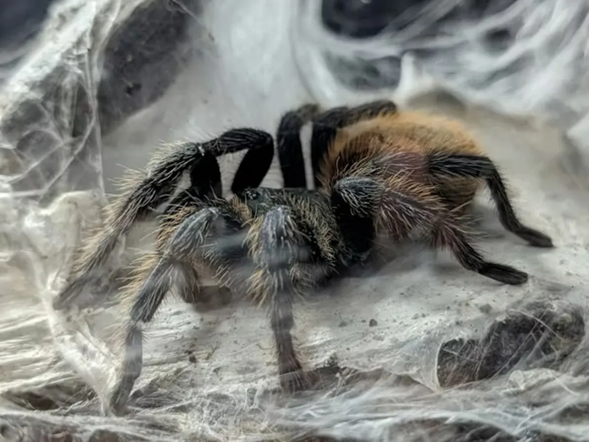 HAIRY SPIDER NEST jigsaw puzzle