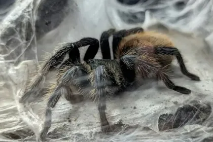 HAIRY SPIDER NEST jigsaw puzzle jigsaw puzzle