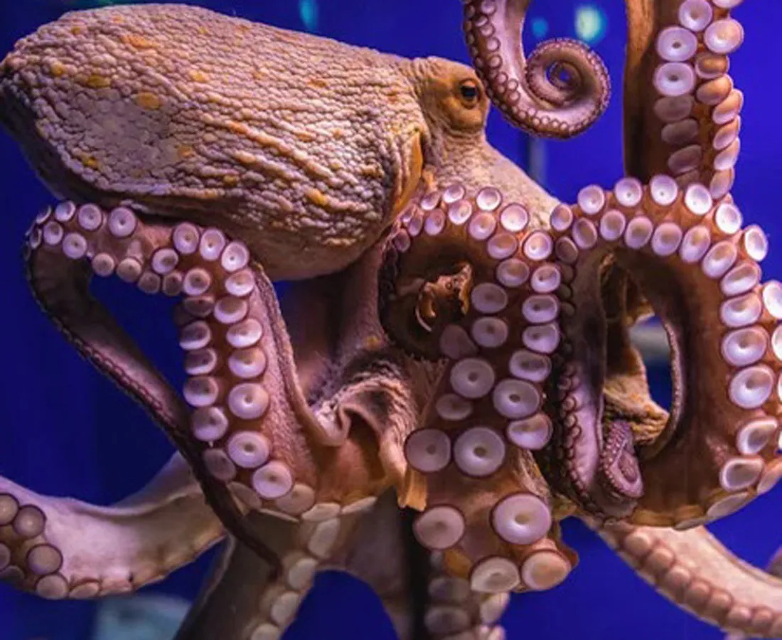 An Octopus.