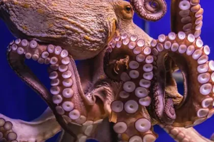 An Octopus. jigsaw puzzle