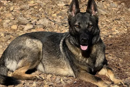 HEMI FOR REAL. jigsaw puzzle