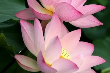 Water Lillies jigsaw puzzle