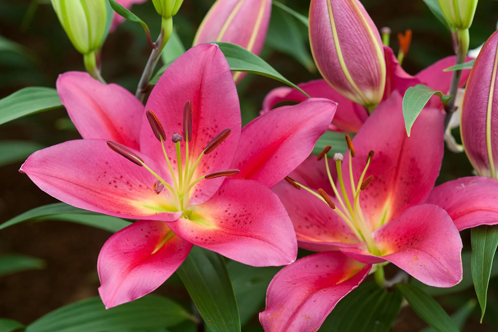 Beautiful Lillies