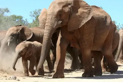 ELEPHANT FAMILY. jigsaw puzzle