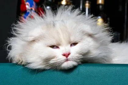 Kitty Kat jigsaw puzzle