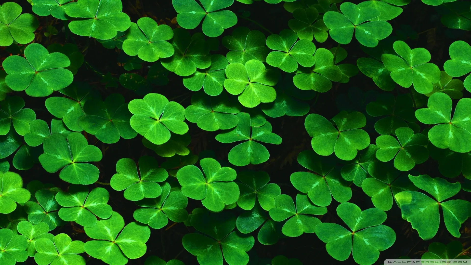 Four Leaf Clovers