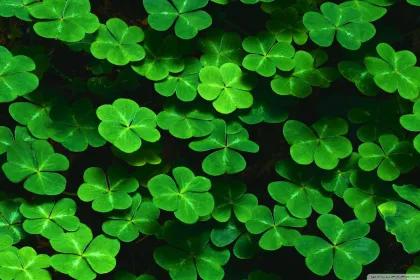 Four Leaf Clovers jigsaw puzzle