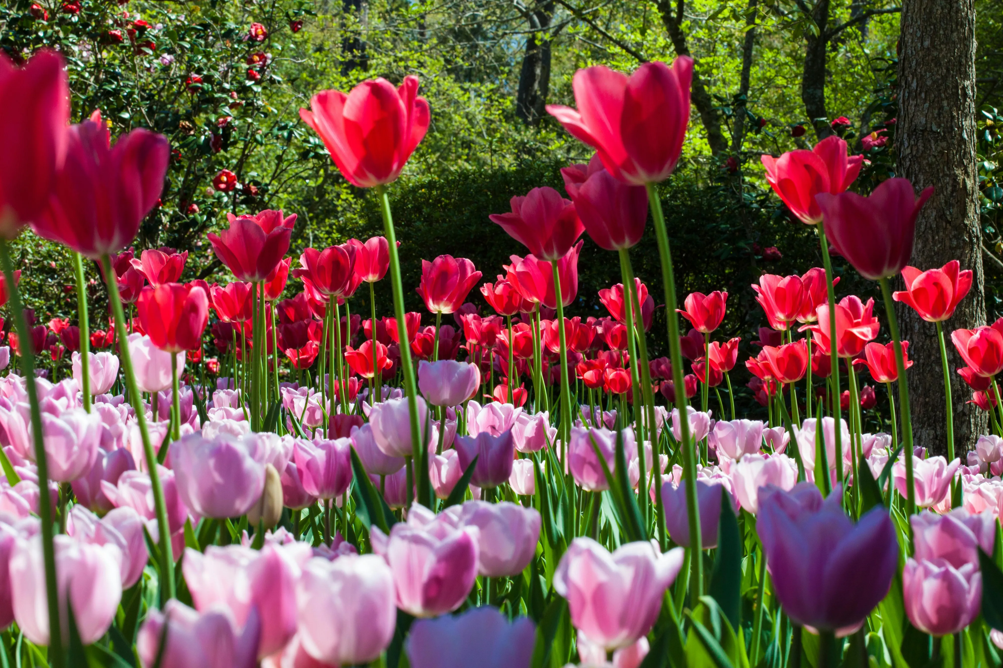 Red & Pink Tulips