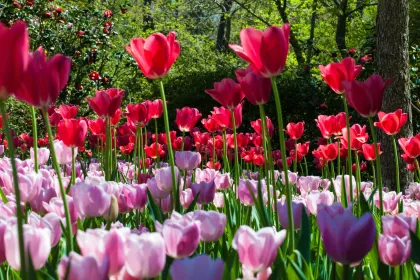 Red & Pink Tulips jigsaw puzzle