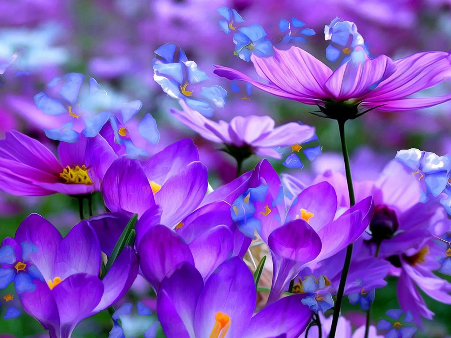 Purple flowers