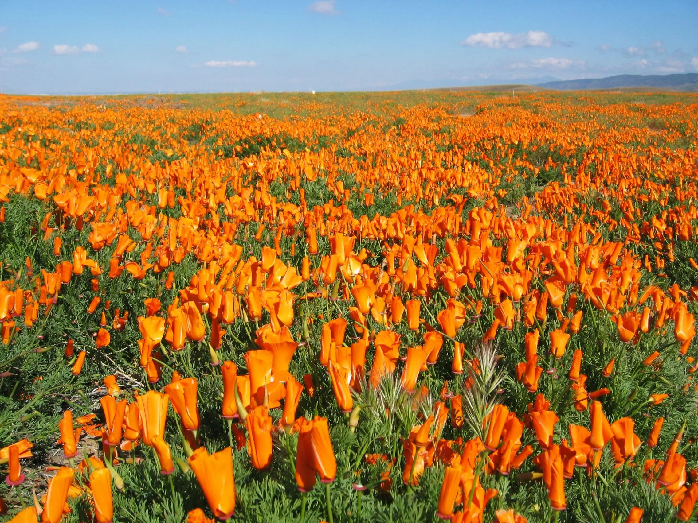 California Poppy Field