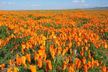 California Poppy Field jigsaw puzzle