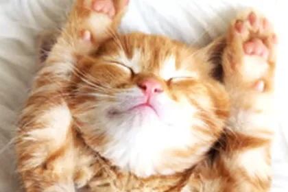 Ahhhhhhhh! jigsaw puzzle