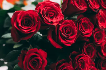 Red Roses jigsaw puzzle