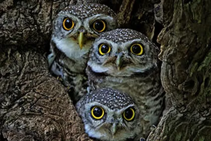 It's a Hoot!!! jigsaw puzzle